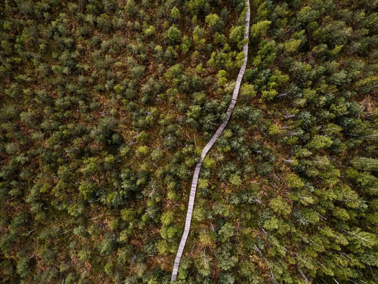 Aerial view of a thin wooden boardwalk winding through a green bog and forest